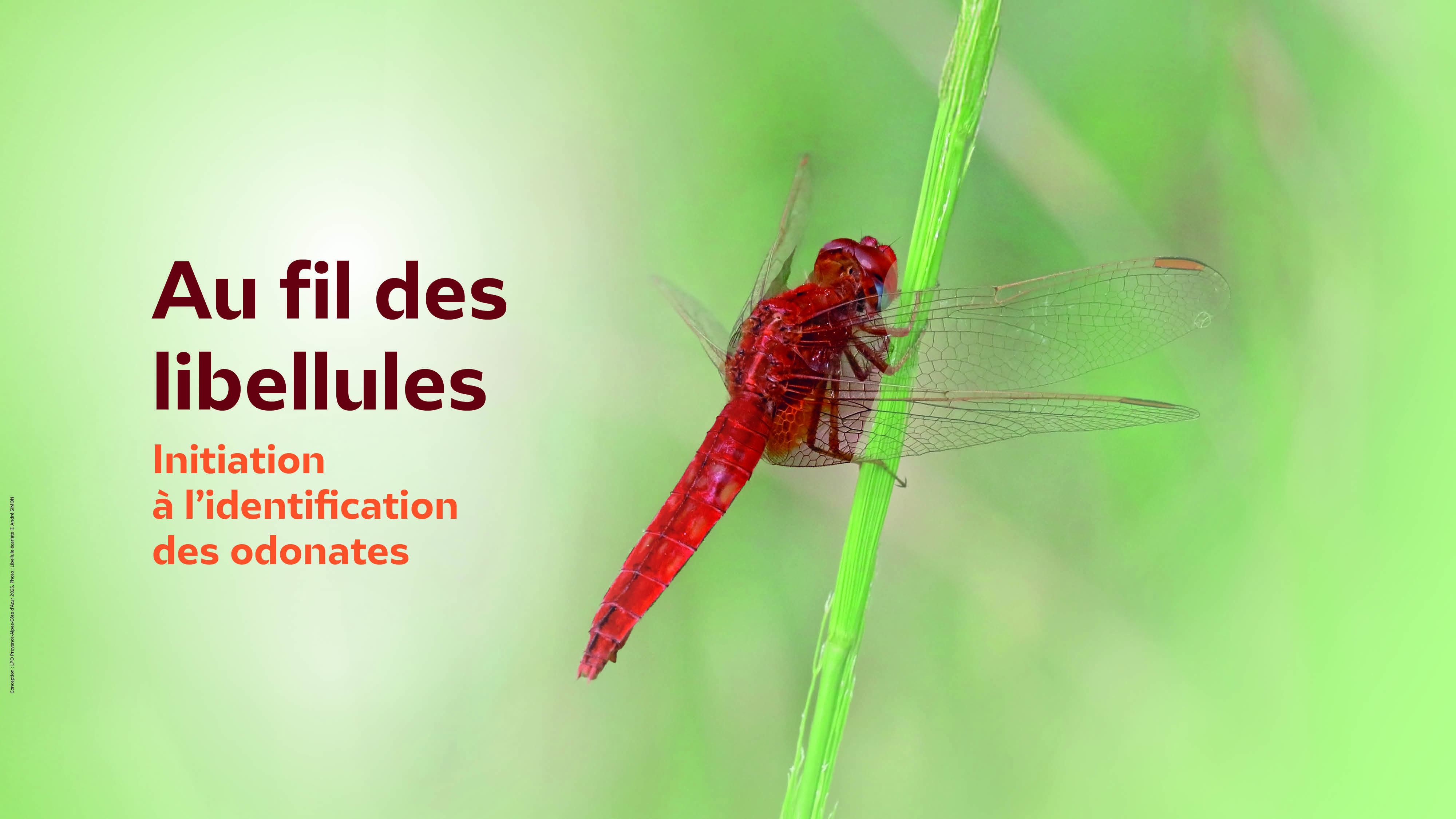 Au fil des libellules à Bandol !